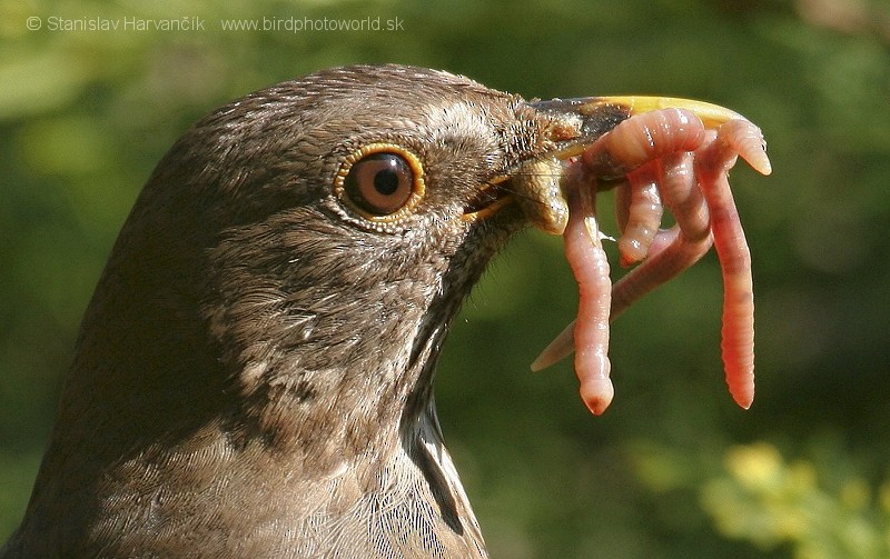 Eurasian Blackbird - ML710181