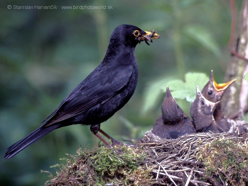 Eurasian Blackbird - ML710182