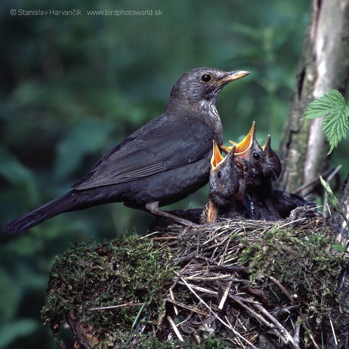 Eurasian Blackbird - ML710183