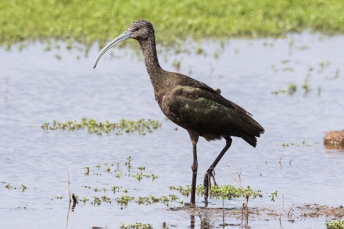 White-faced Ibis - Eric VanderWerf