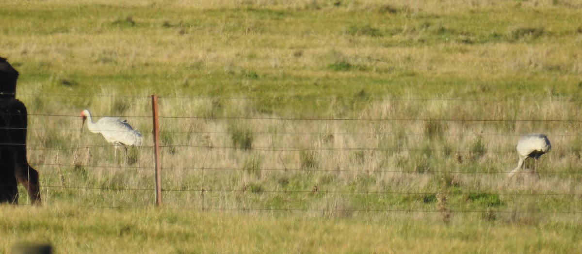 Grulla Brolga - ML71019691