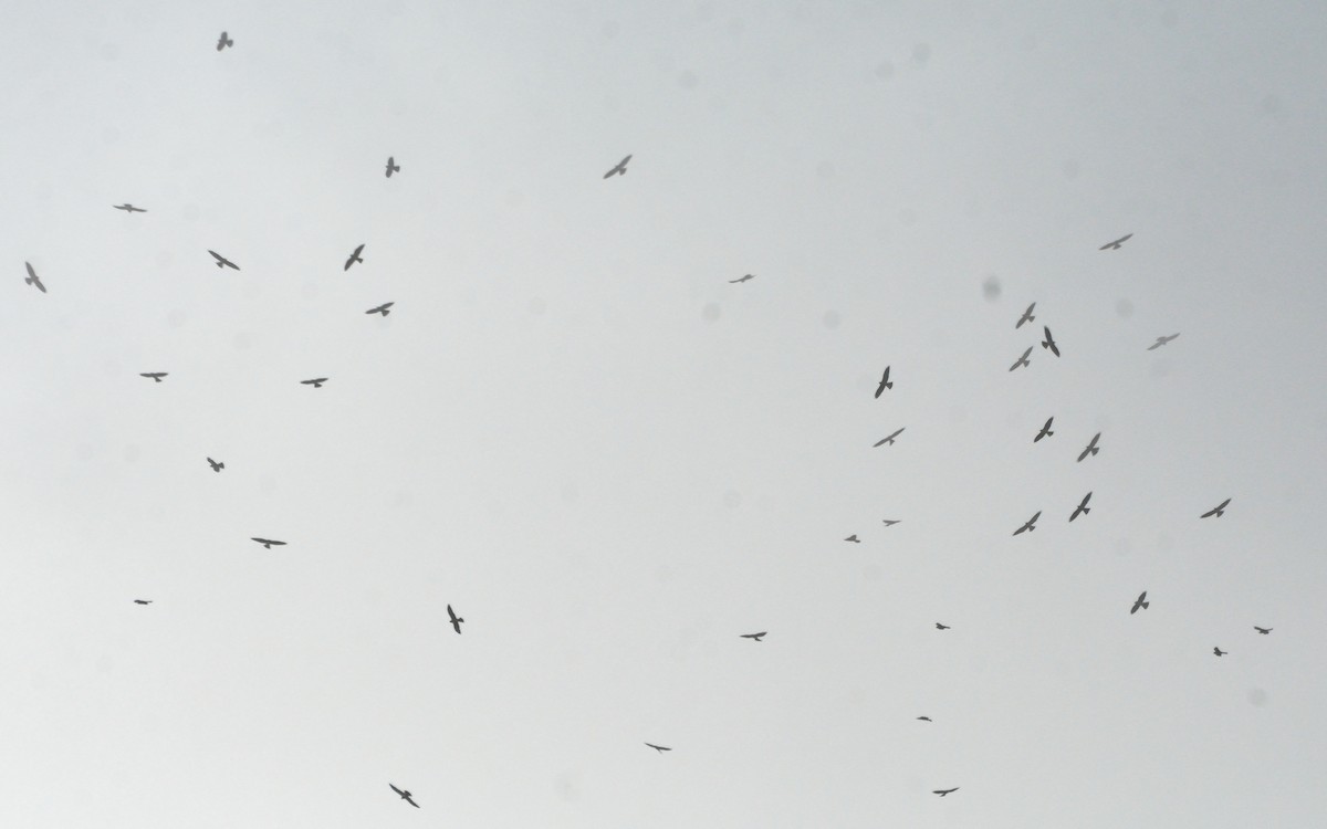 Mississippi Kite - ML71019791