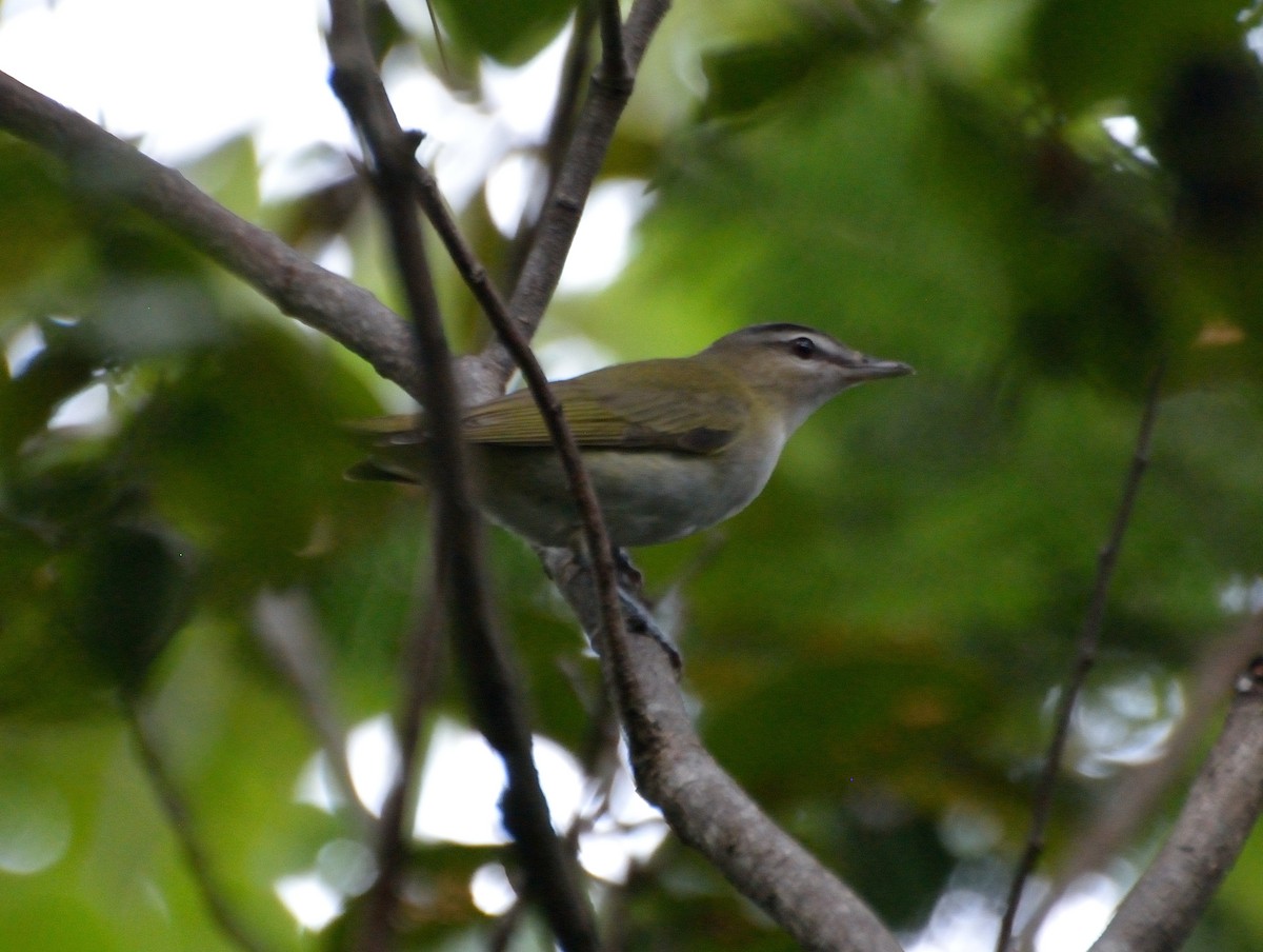 Red-eyed Vireo - Orlando Jarquín