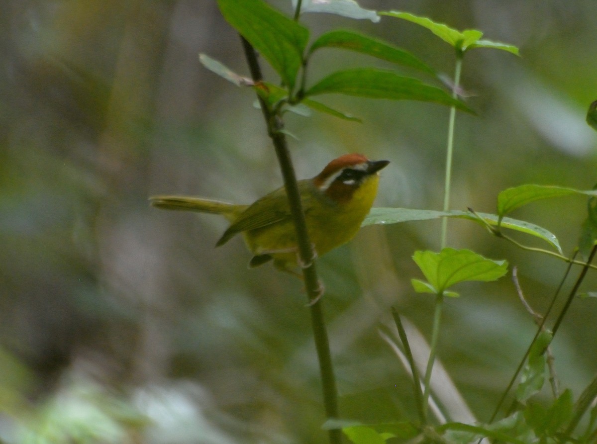 Chestnut-capped Warbler - ML71020141