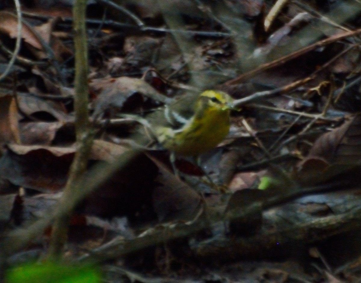 Blackburnian Warbler - Orlando Jarquín