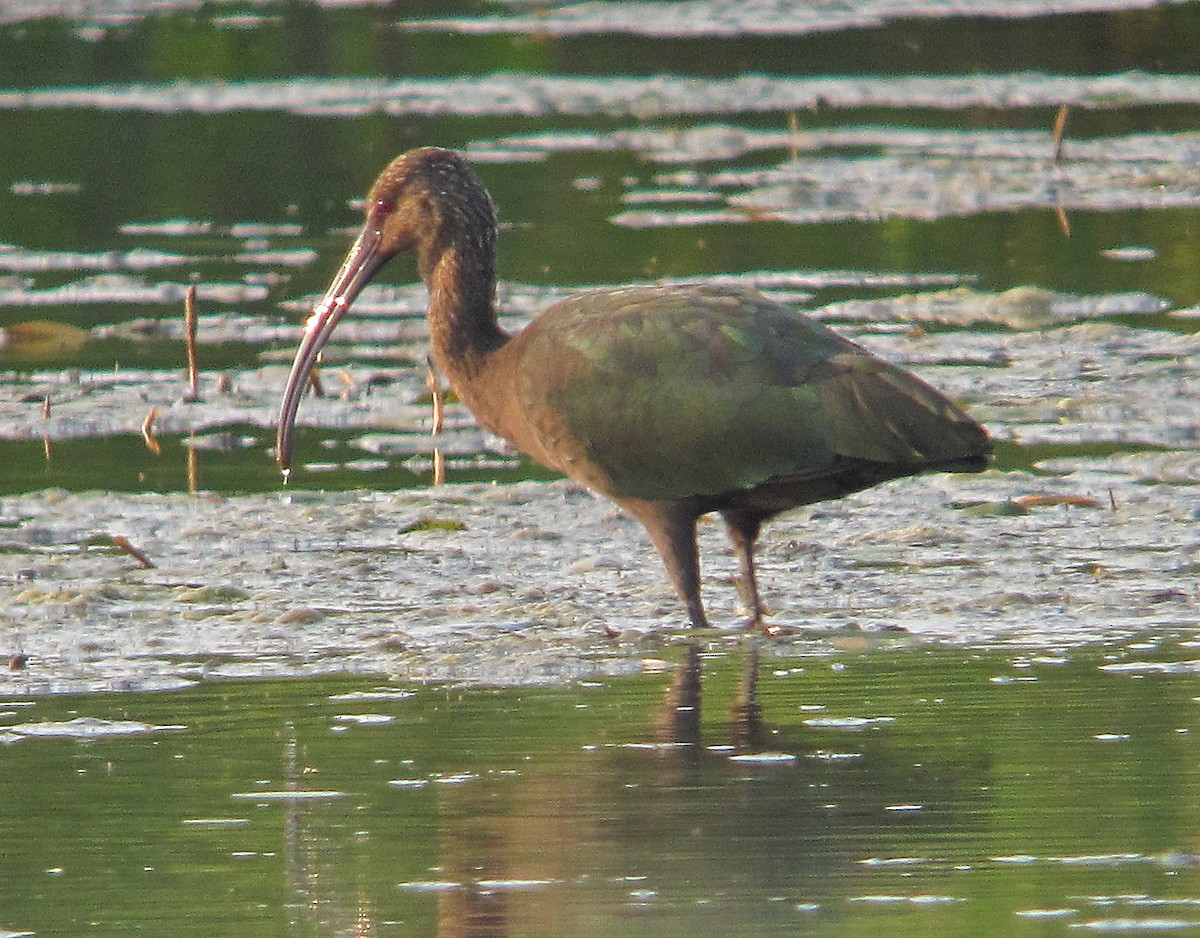 White-faced Ibis - ML71021661