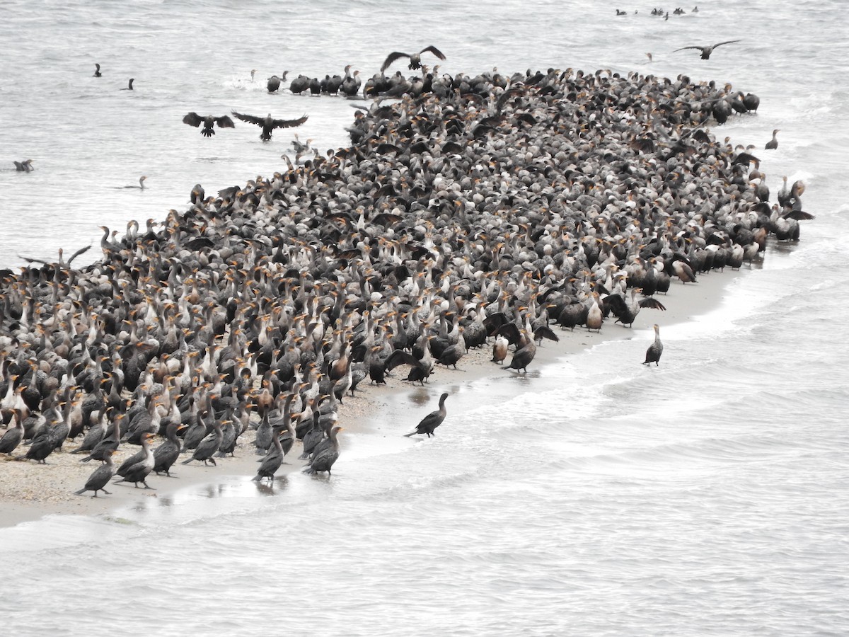 Double-crested Cormorant - ML71021751