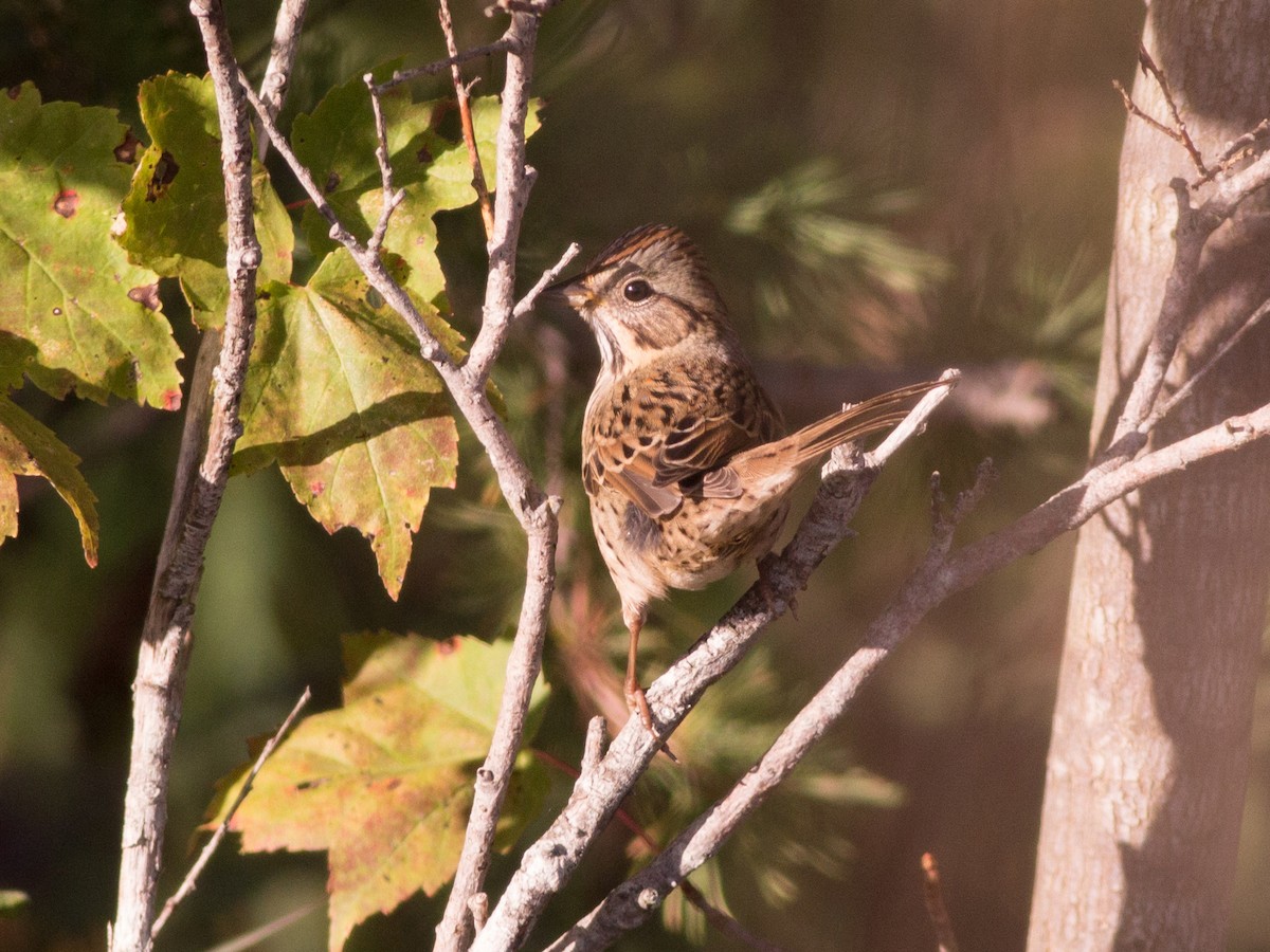 Lincoln's Sparrow - ML71022021