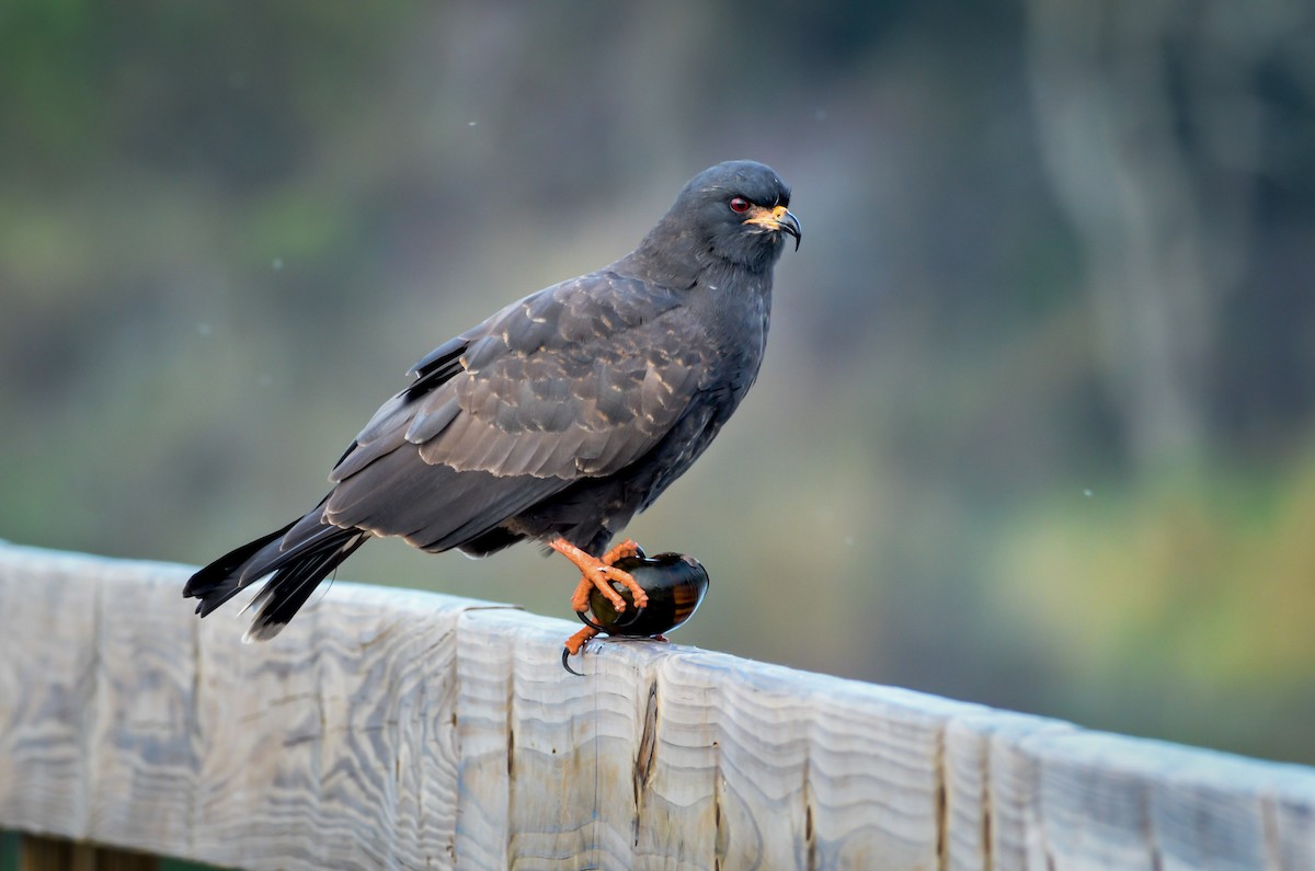 Snail Kite - Melissa James