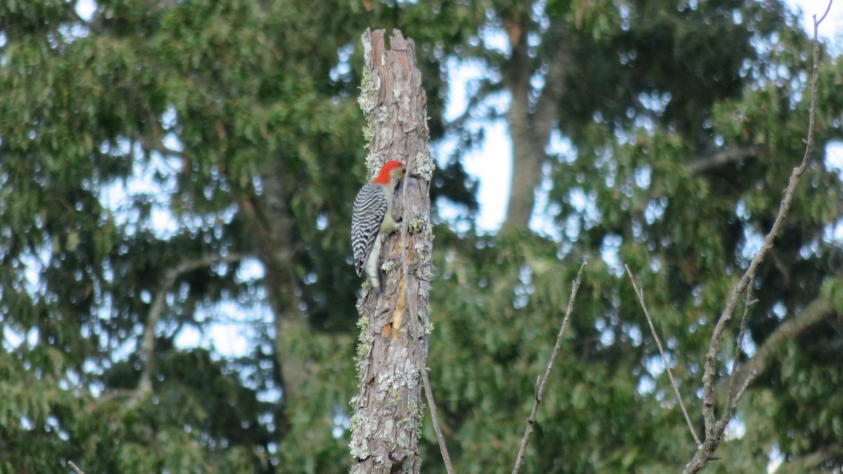 Red-bellied Woodpecker - Fran Loyd