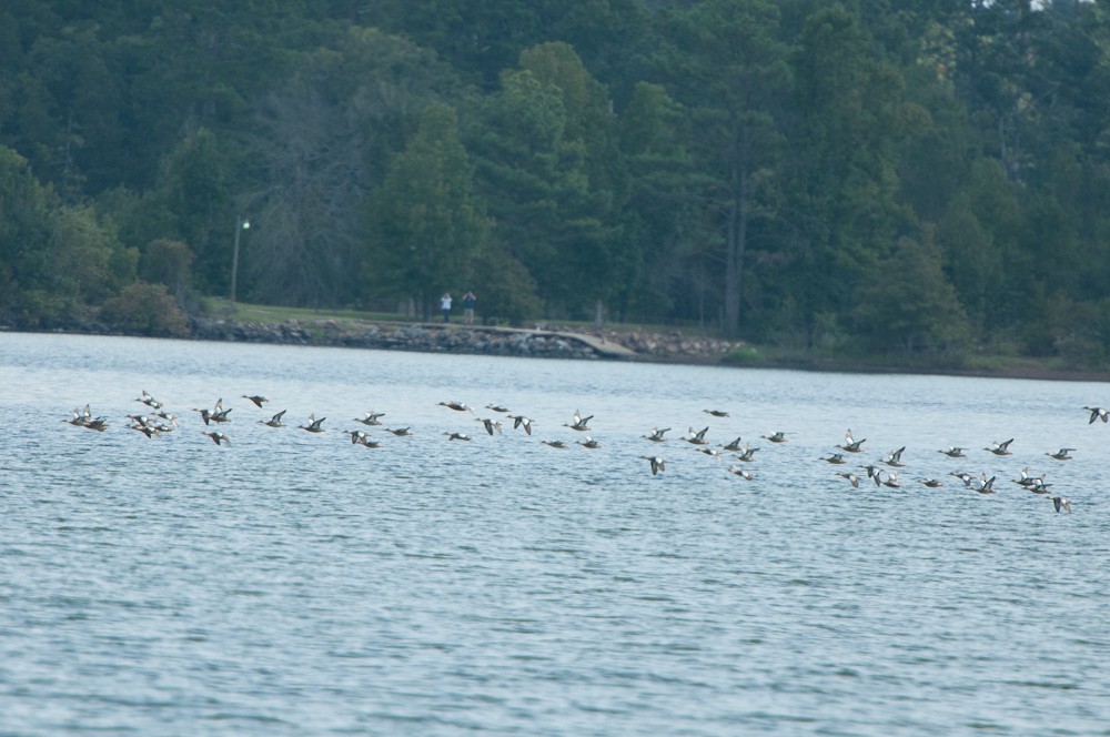 Blue-winged Teal - ML71024941