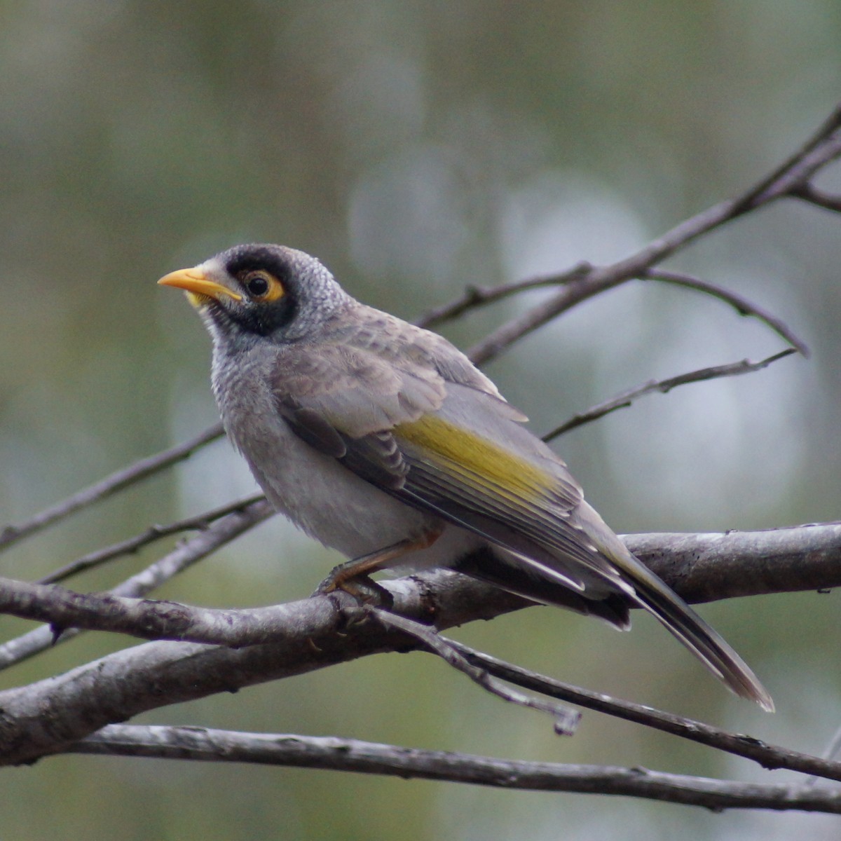 Weißstirn-Schwatzvogel - ML71025871