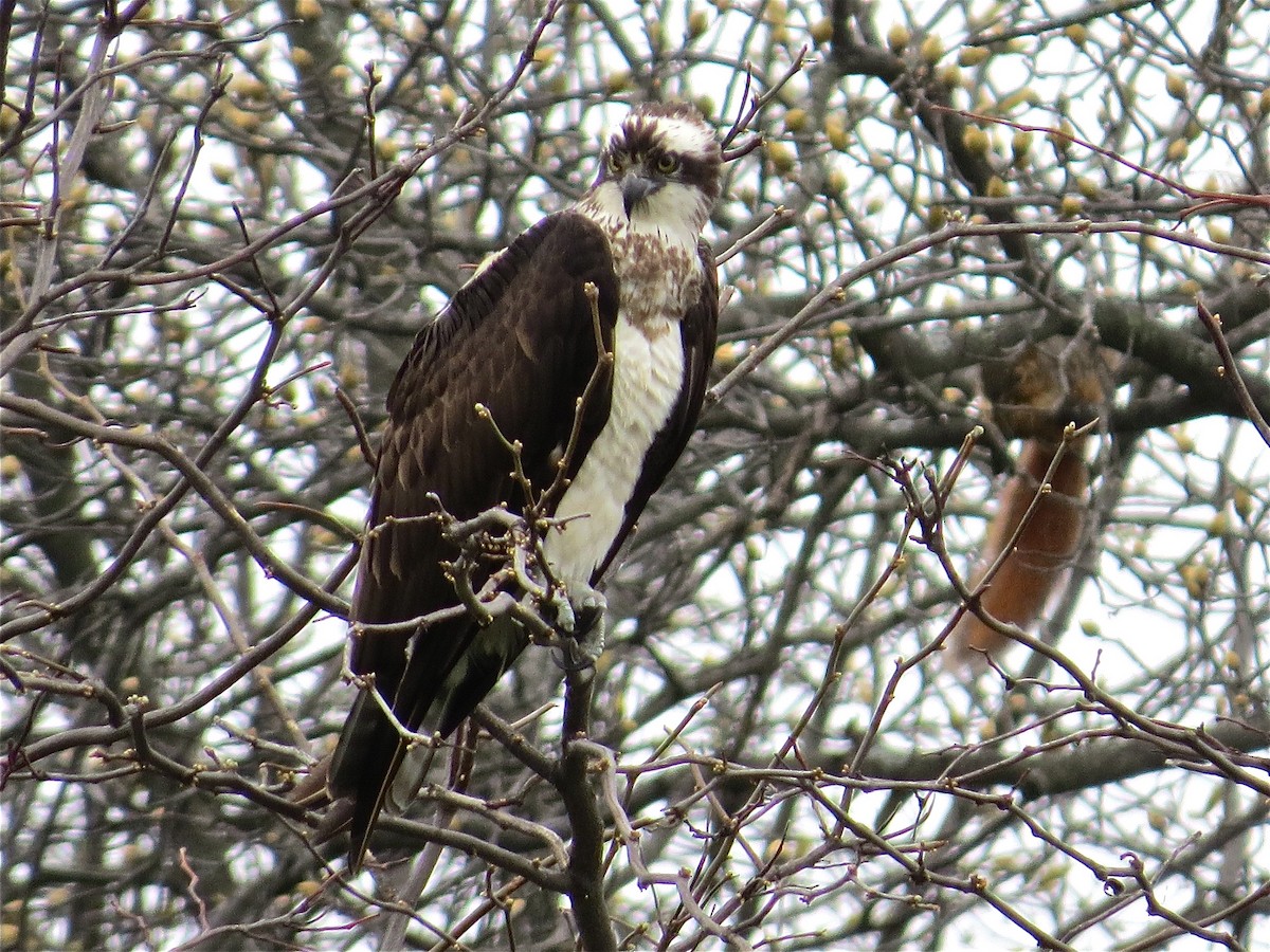 Osprey - ML71026801