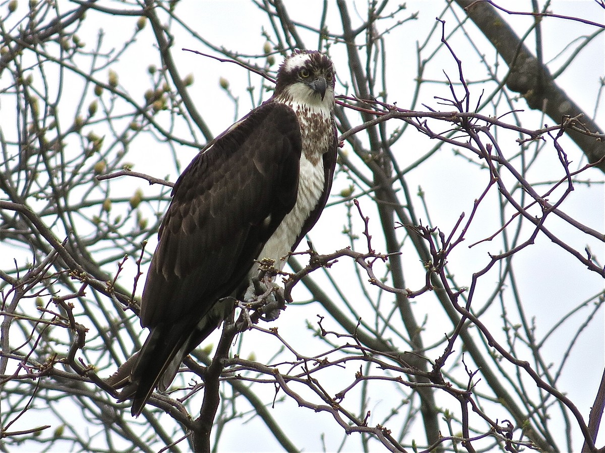 Balbuzard pêcheur - ML71026831