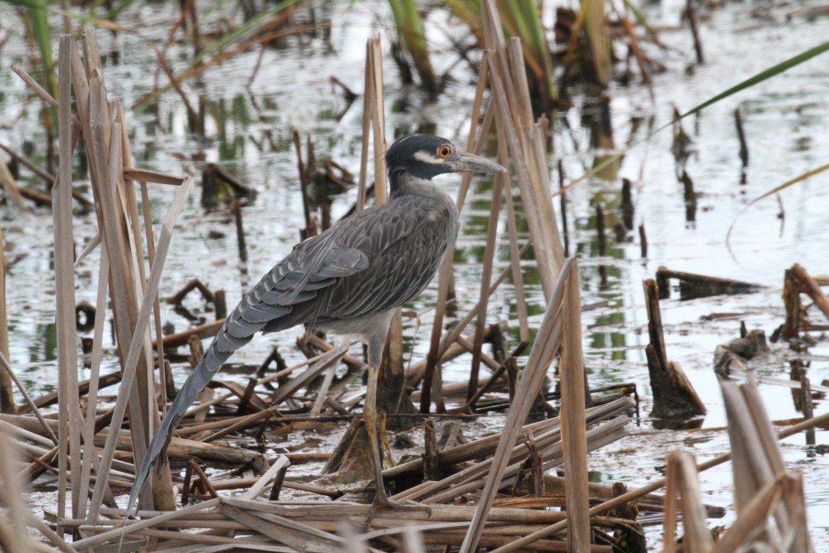 Yellow-crowned Night Heron - ML71028281