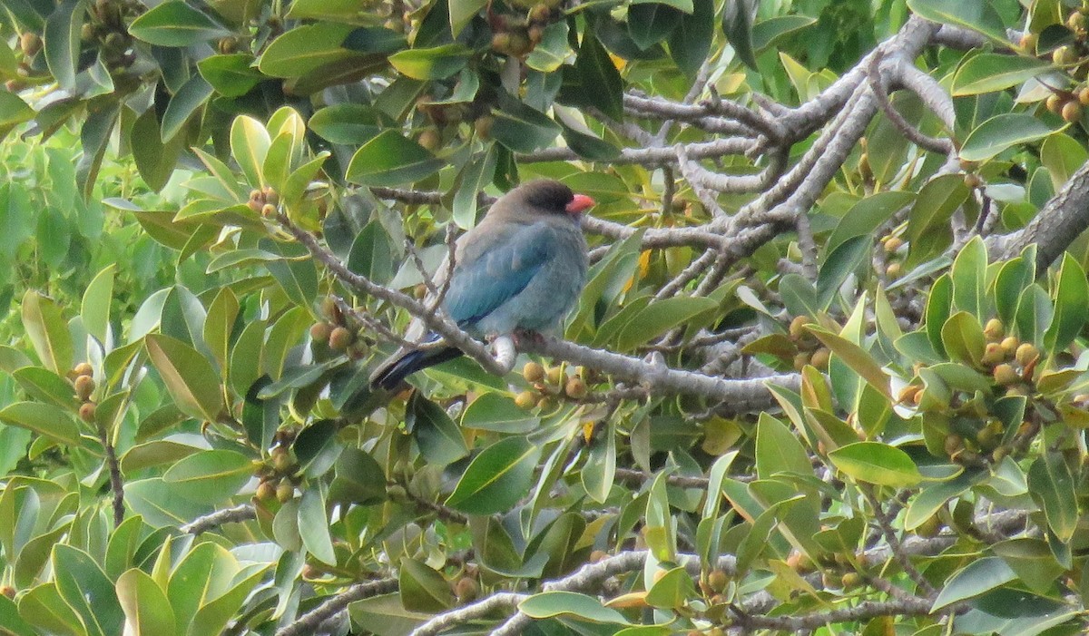 Dollarbird - ML71029121