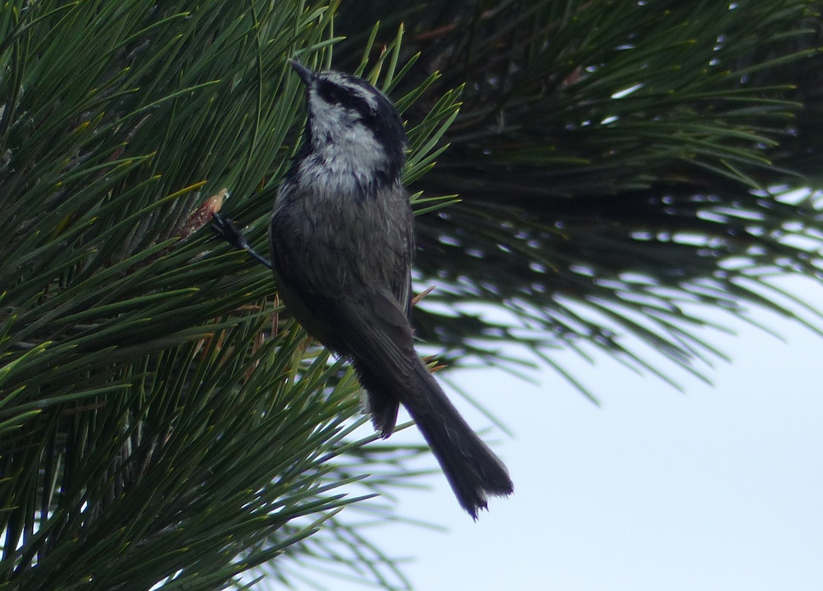 Mountain Chickadee - ML71029401