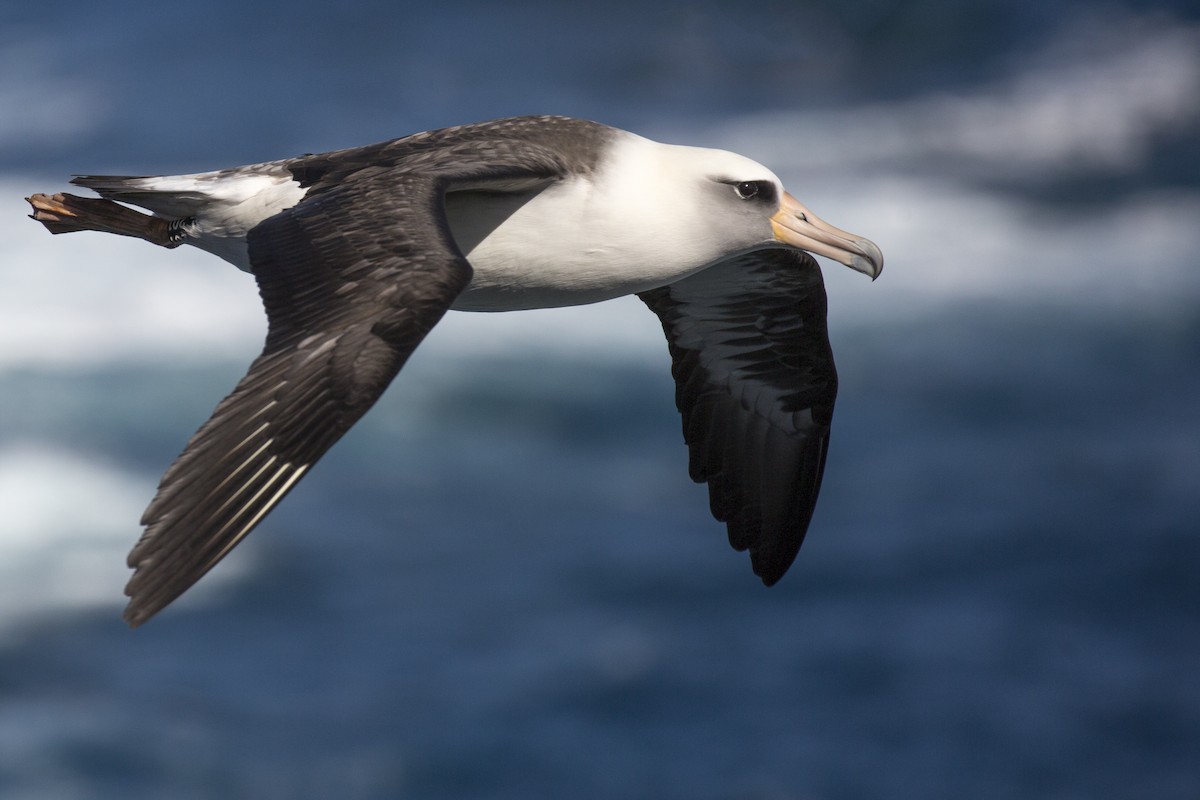 Laysan Albatross - Laura Keene