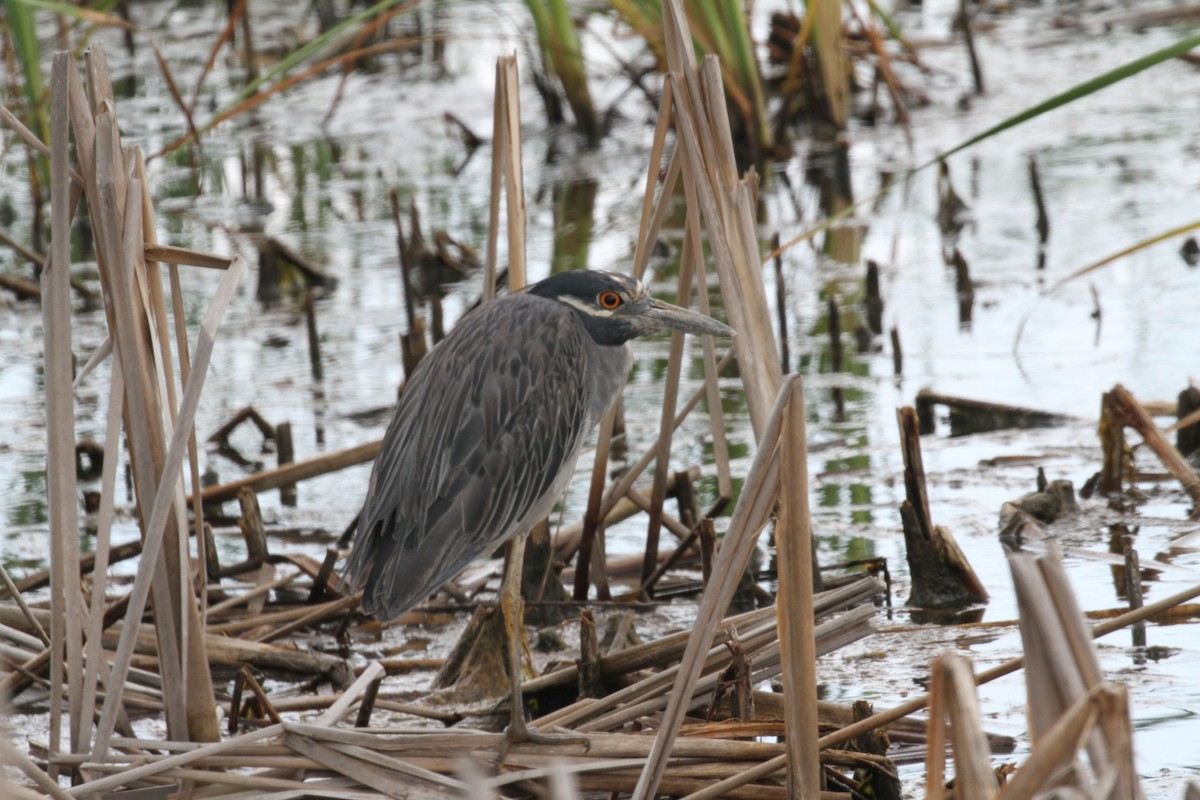 Yellow-crowned Night Heron - ML71030261