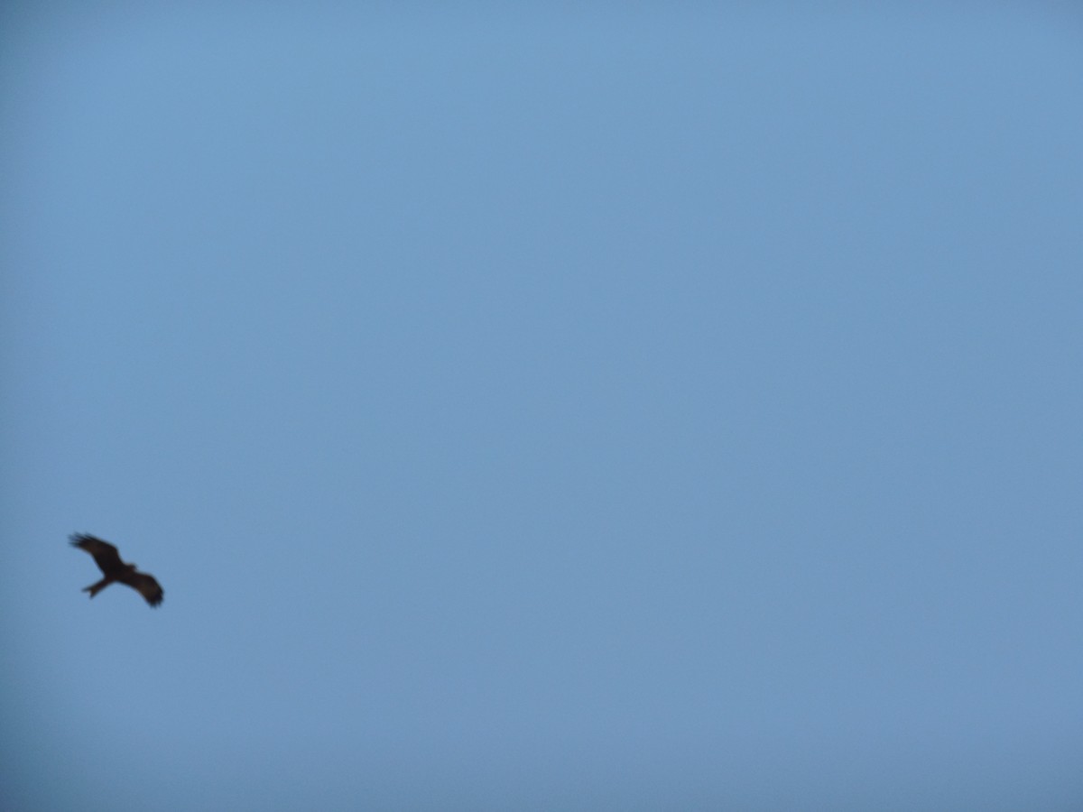 Black-winged Kite - ML71031731