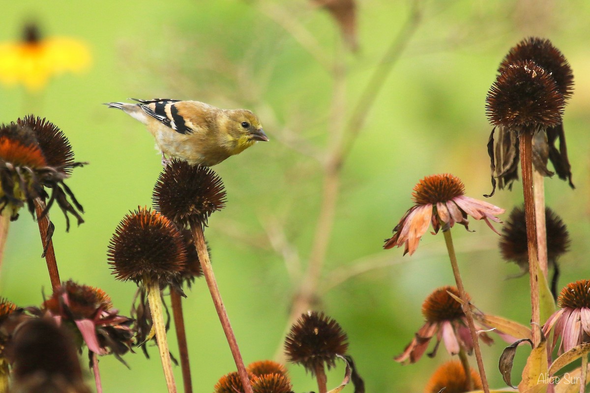 American Goldfinch - ML71032741