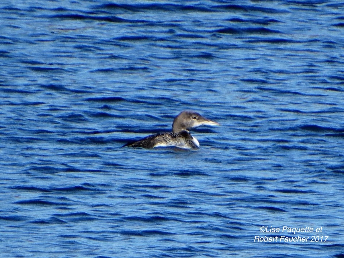 Common Loon - Lise Paquette  Robert Faucher