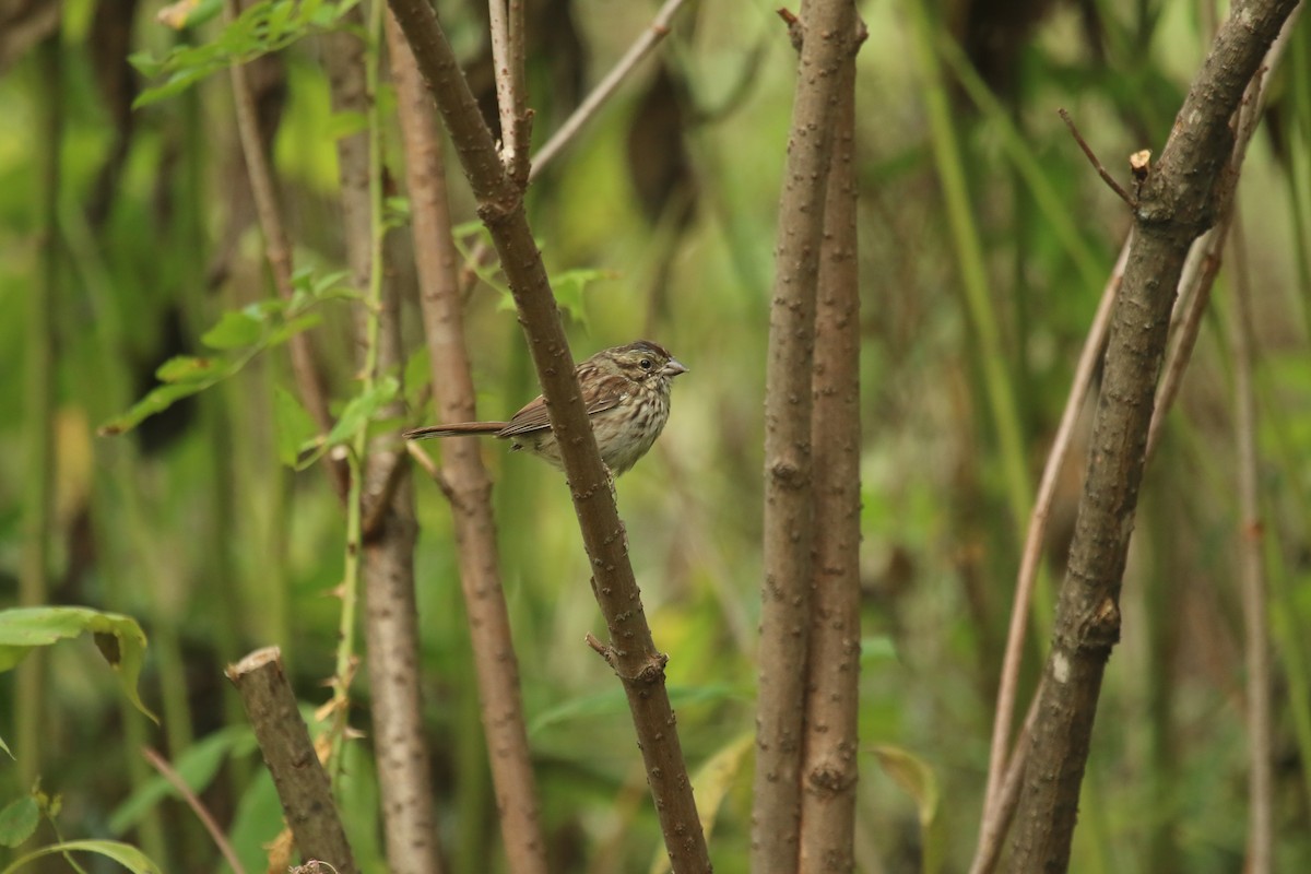 Song Sparrow - Alice Sun