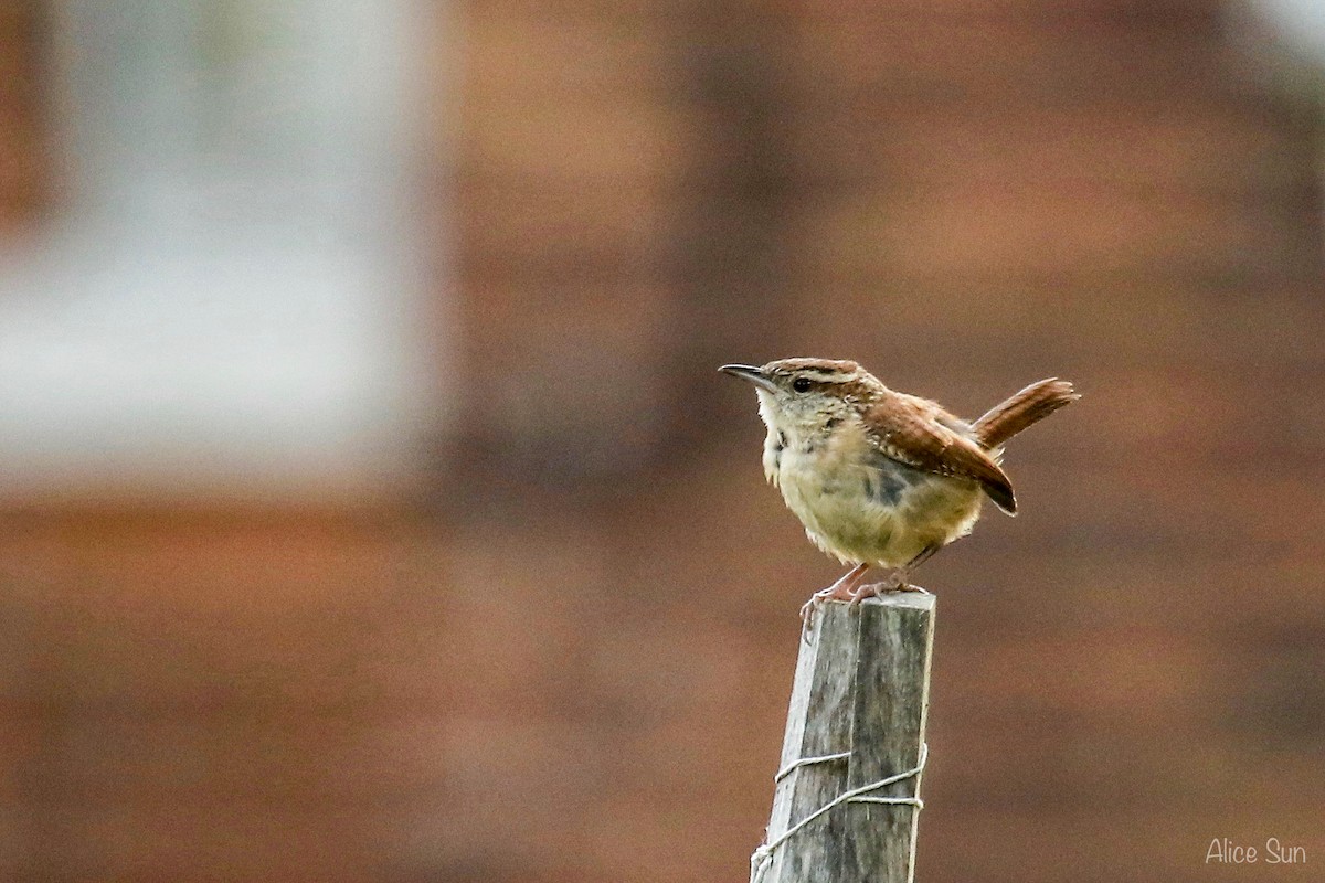 Carolina Wren - ML71032891