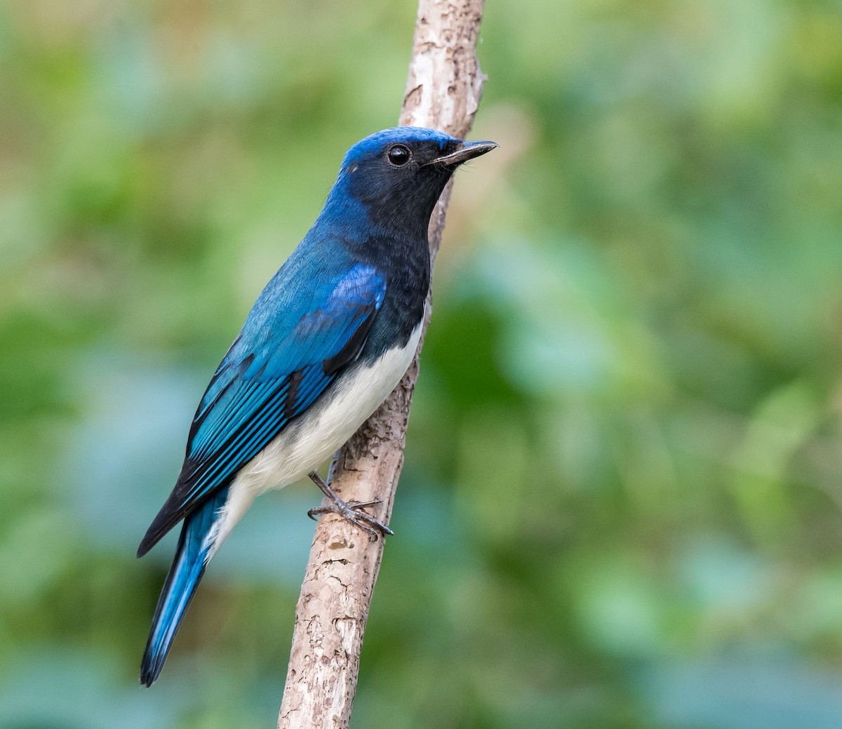 Blue-and-white Flycatcher - Kai Pflug