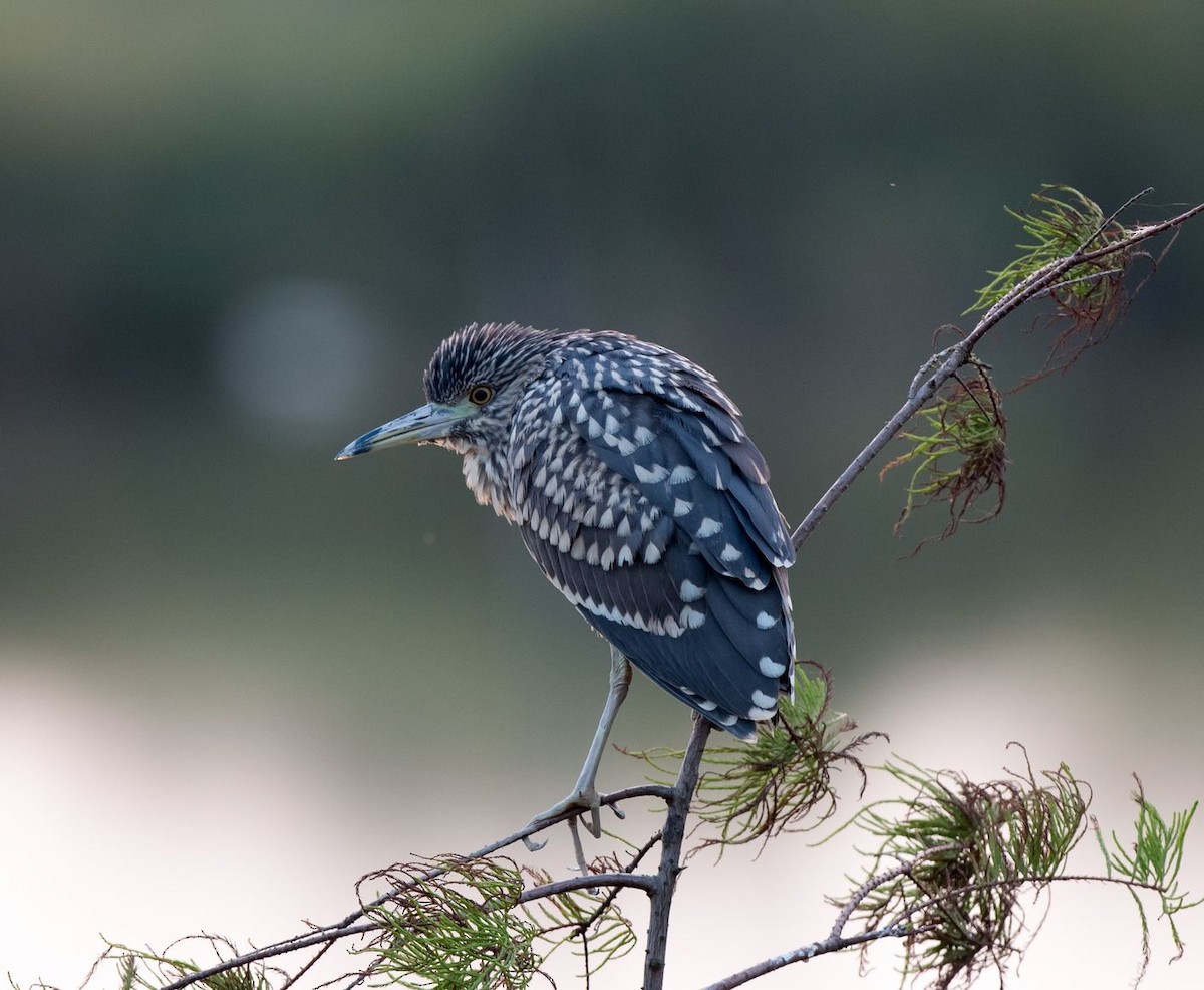 Black-crowned Night Heron - Kai Pflug