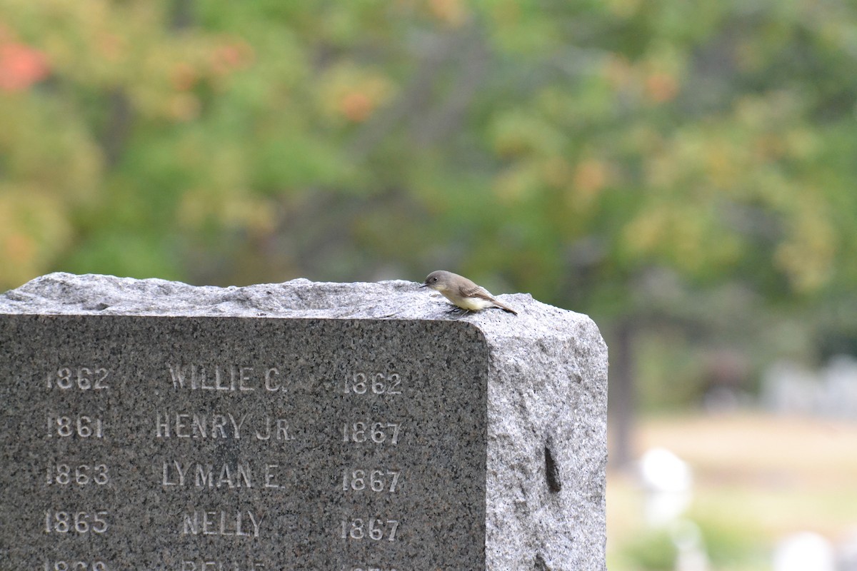 Eastern Phoebe - ML71033761