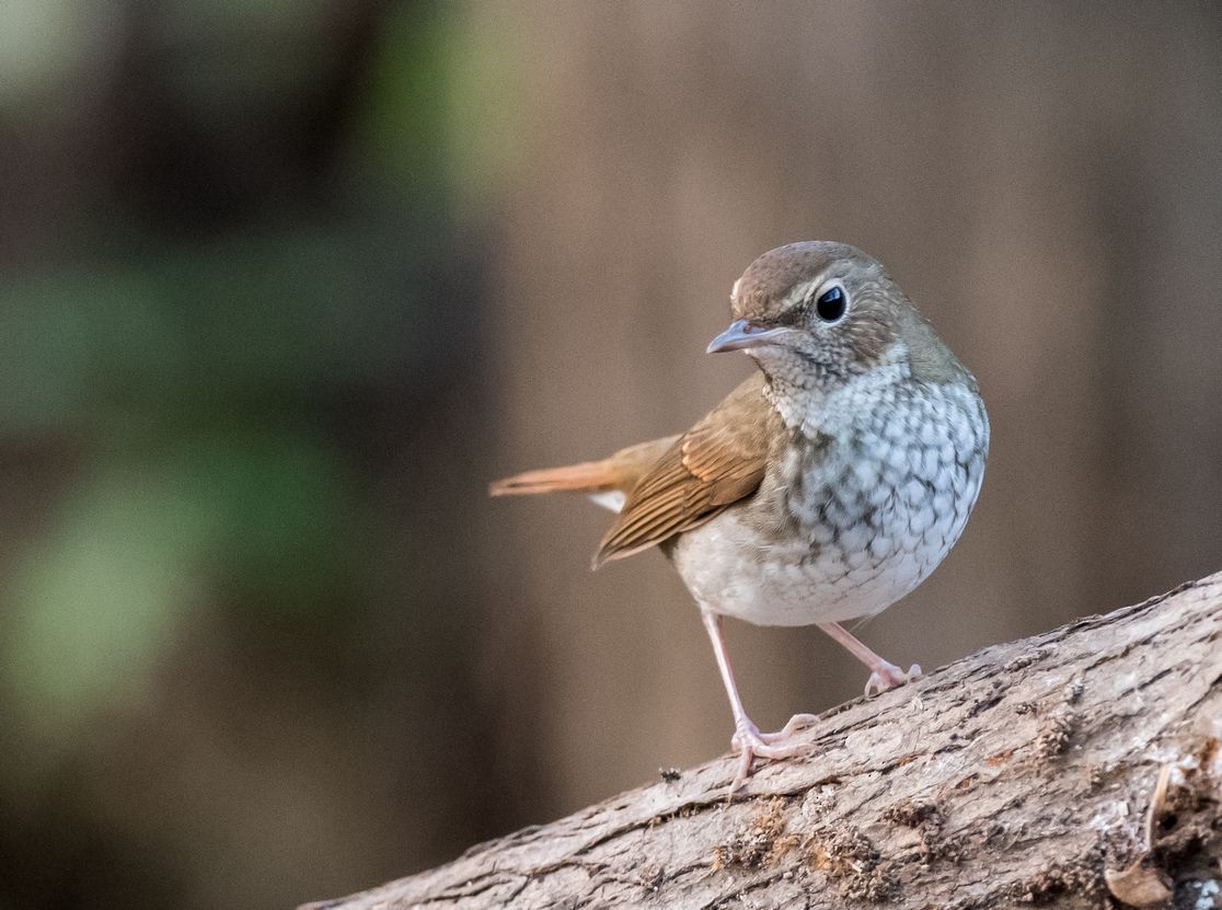 Rufous-tailed Robin - ML71034331