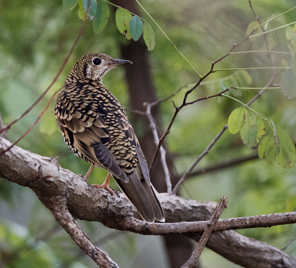 White's Thrush - ML71034521