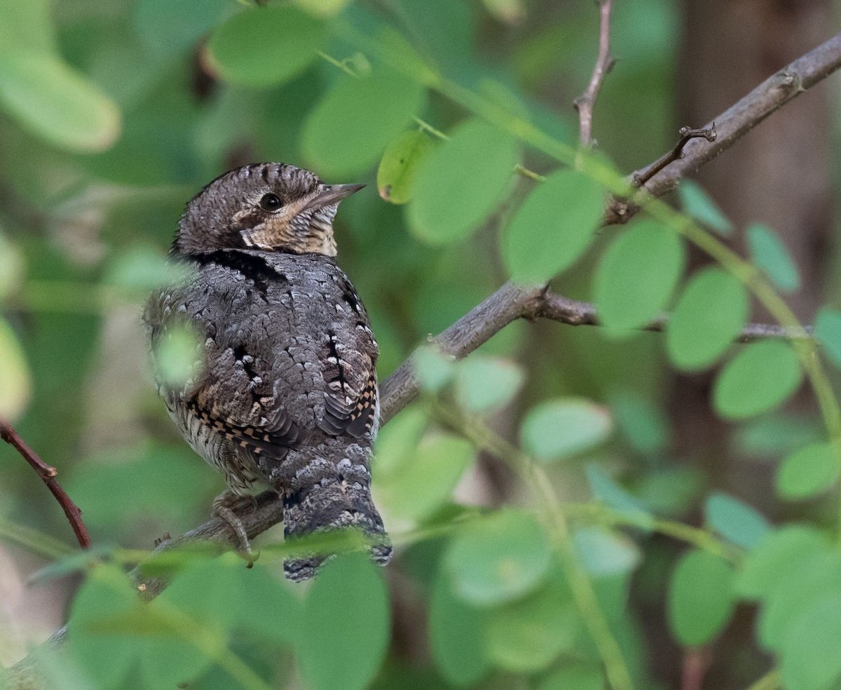 Eurasian Wryneck - ML71034591