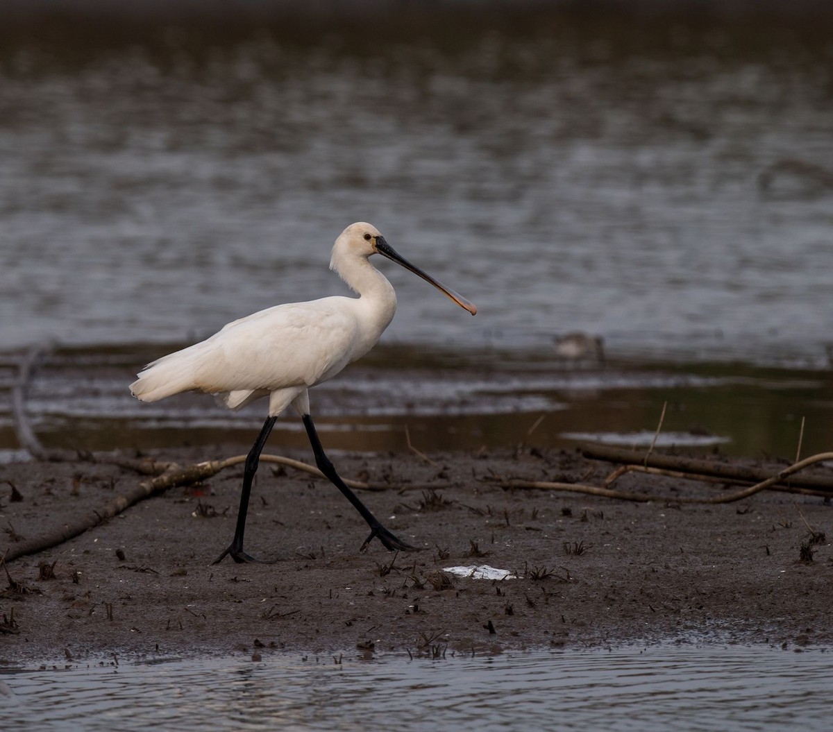 Eurasian Spoonbill - ML71034611