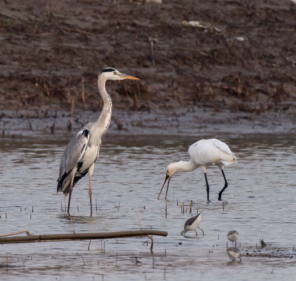 Eurasian Spoonbill - ML71034621