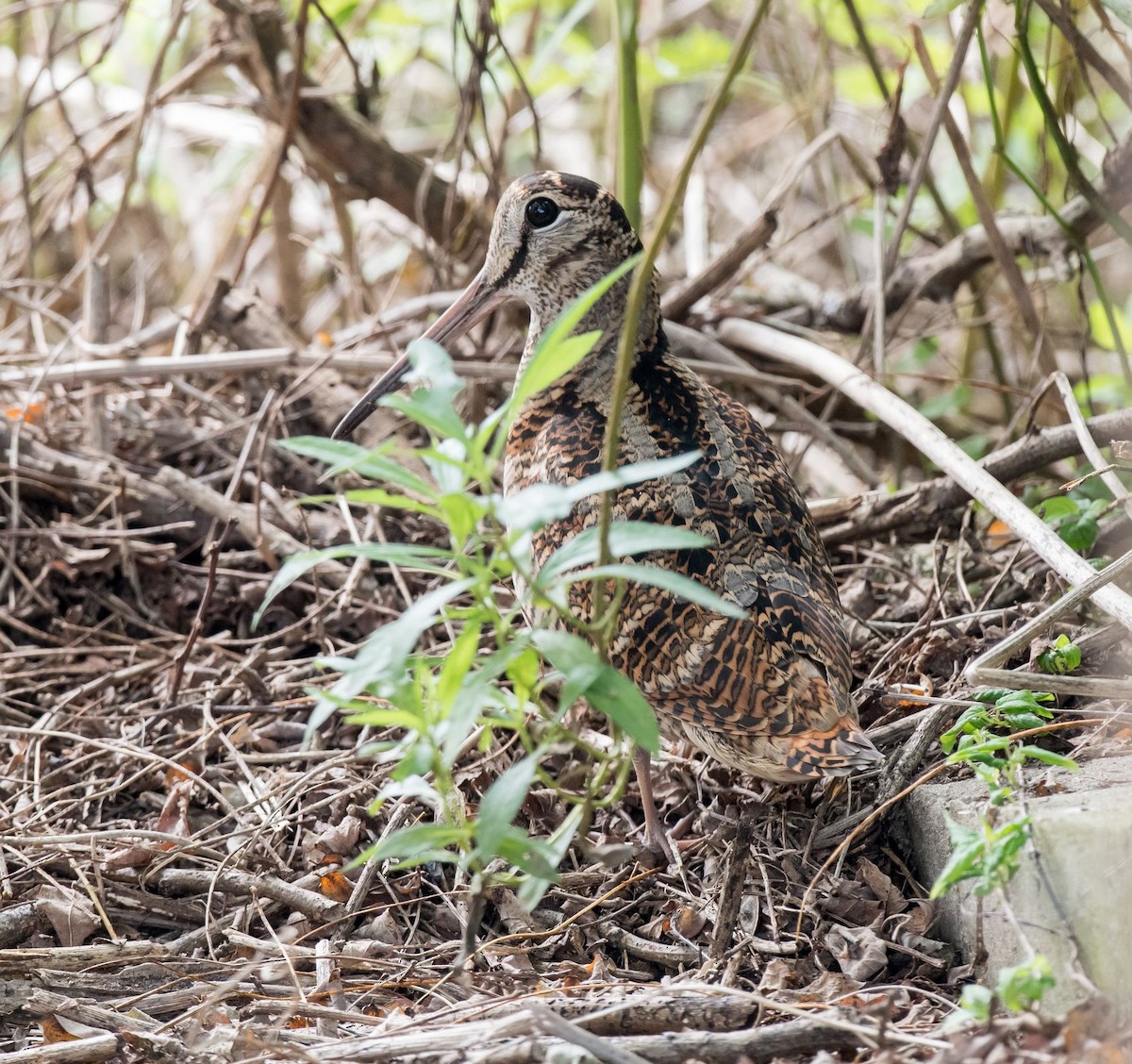 Eurasian Woodcock - ML71034681