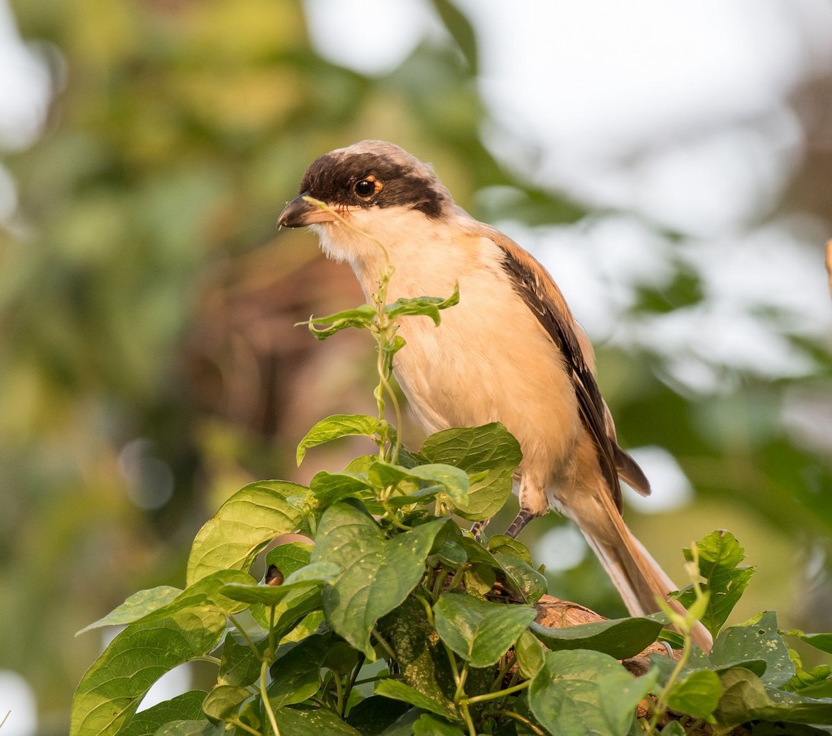 Long-tailed Shrike - ML71034881