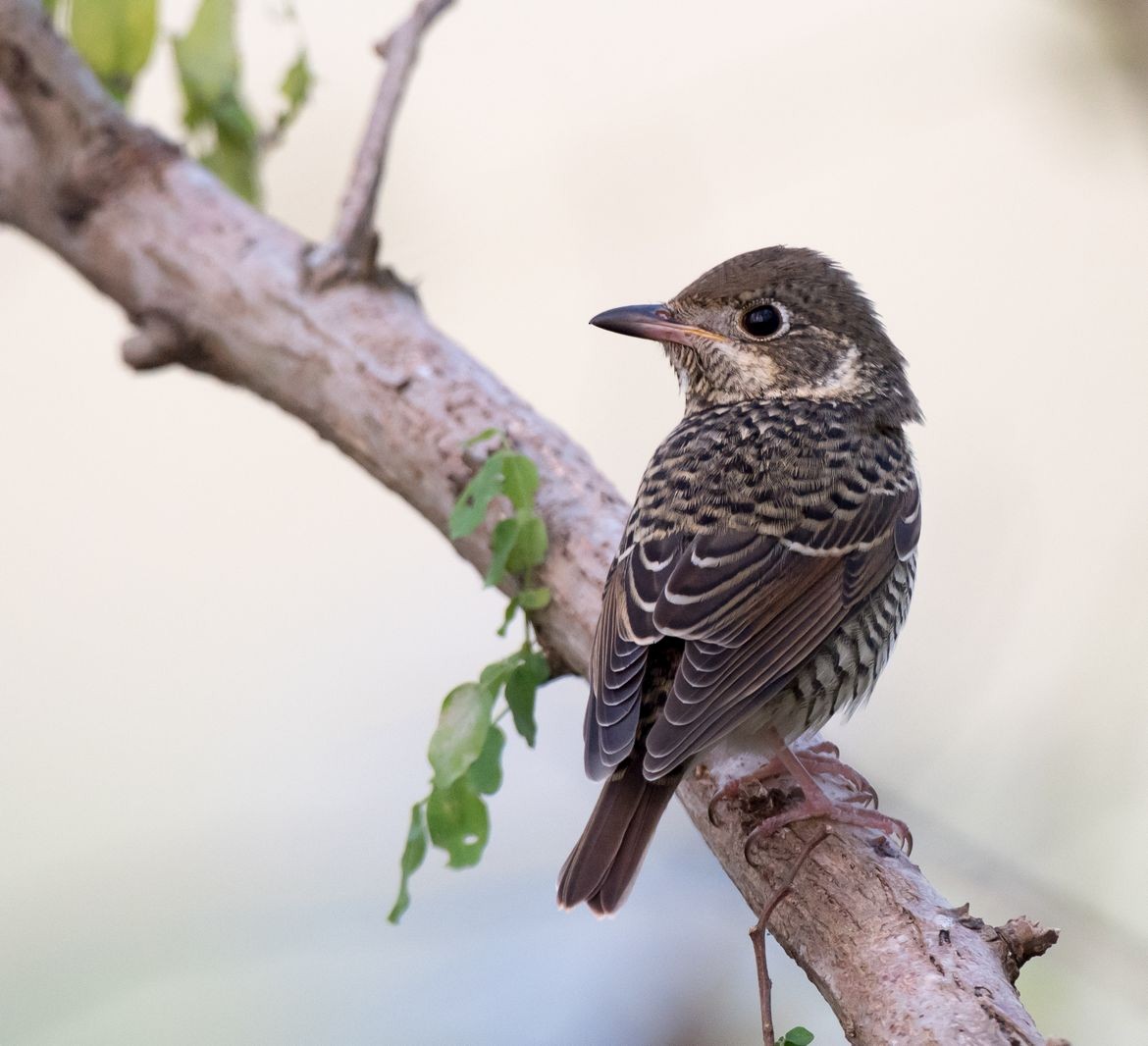 White-throated Rock-Thrush - ML71035011