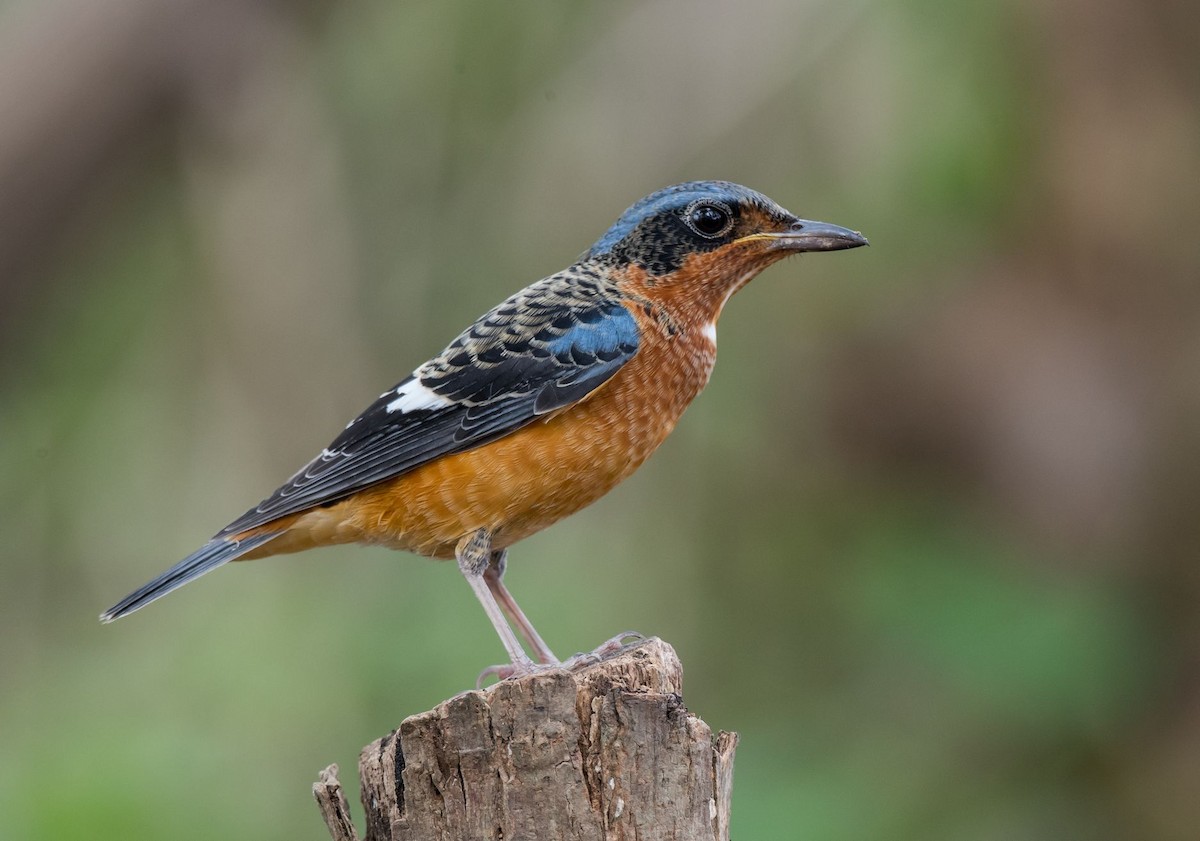 White-throated Rock-Thrush - ML71035091