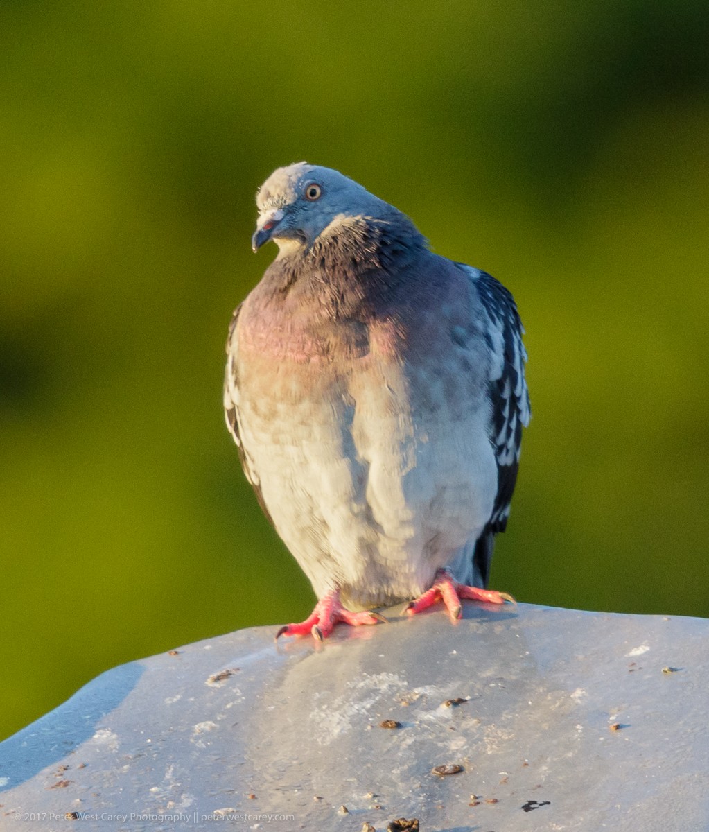 Rock Pigeon (Feral Pigeon) - ML71035251