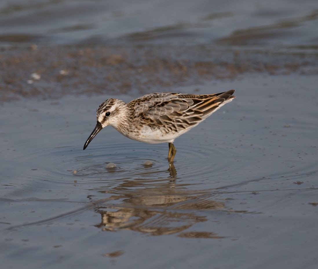 Broad-billed Sandpiper - ML71036061