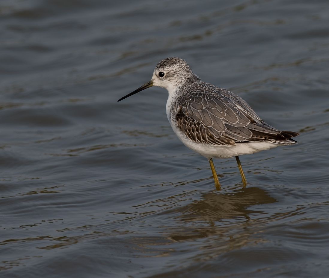 Marsh Sandpiper - ML71036091