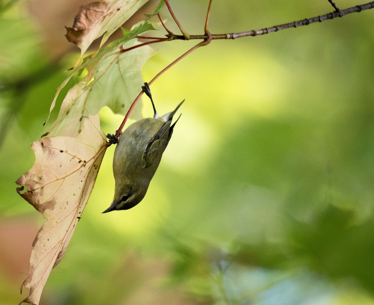 Tennessee Warbler - ML71036851