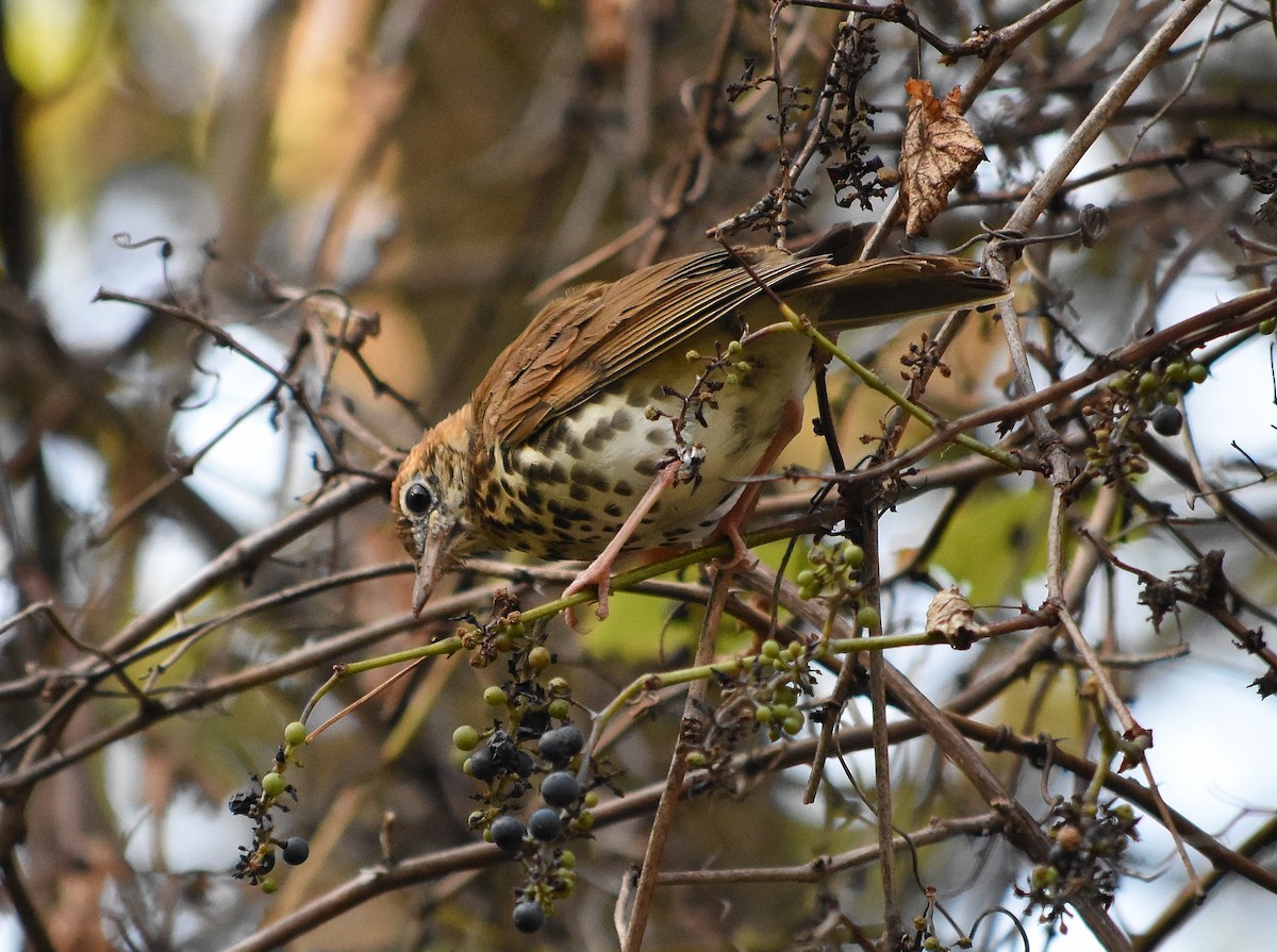 Wood Thrush - ML71038341