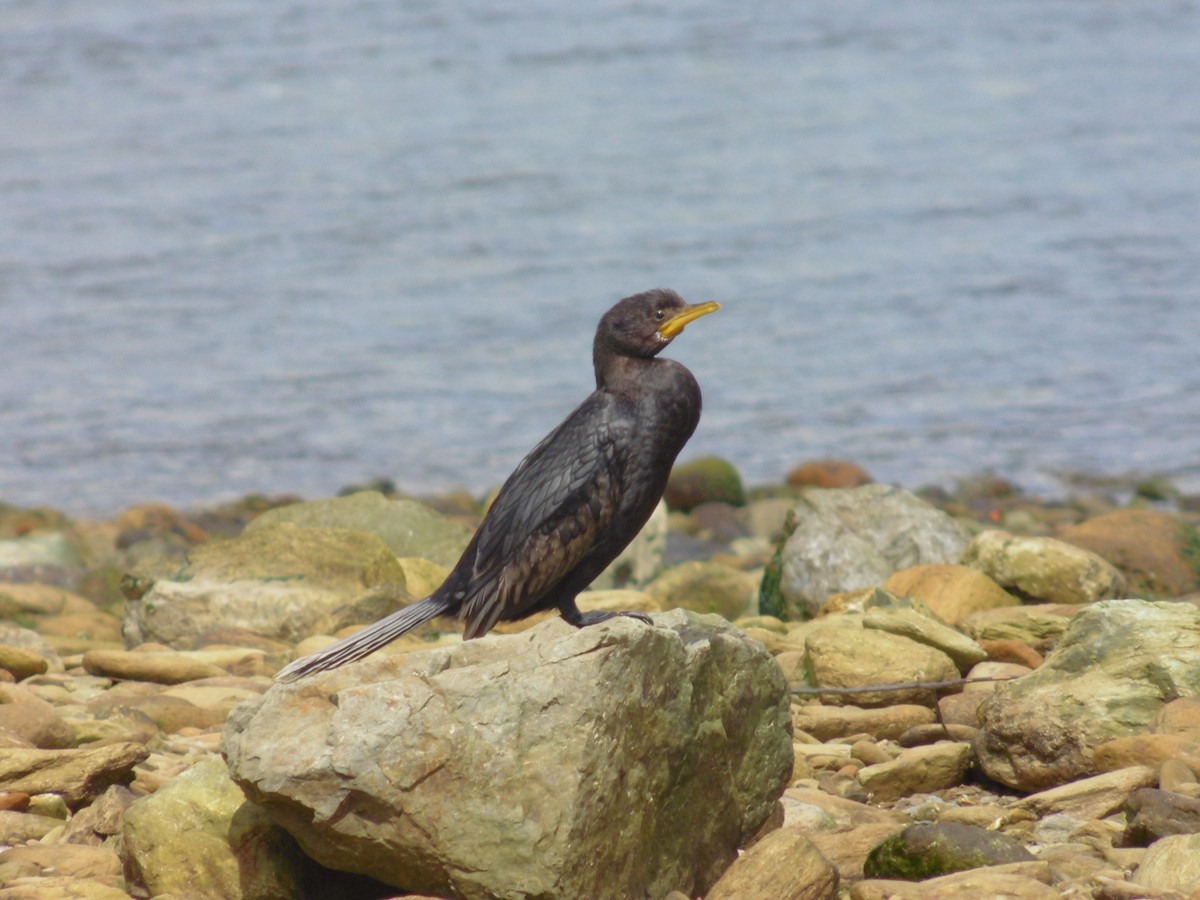 Little Pied Cormorant - ML71039021