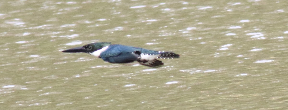 Martin-pêcheur d'Amazonie - ML71040291