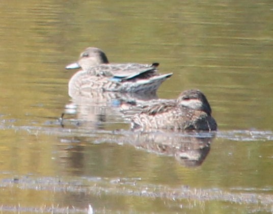 Green-winged Teal - ML71040481