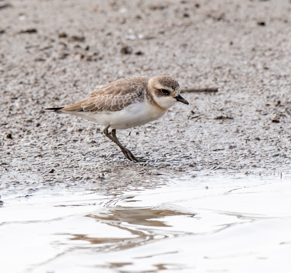 Siberian Sand-Plover - ML71041061