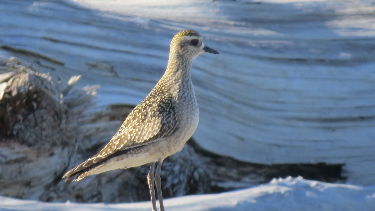 American Golden-Plover - ML71042041